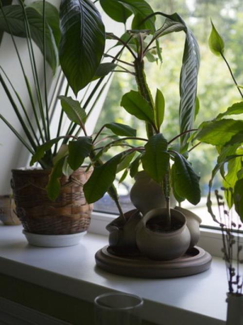 Уход за в домашних условиях за цветами. Уход за комнатными растениями: подготовка к зимовке 07