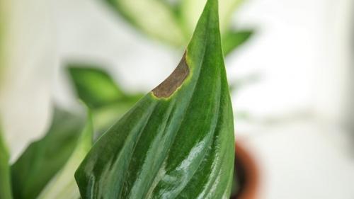 Уход за в домашних условиях за цветами. Уход за комнатными растениями: подготовка к зимовке 11