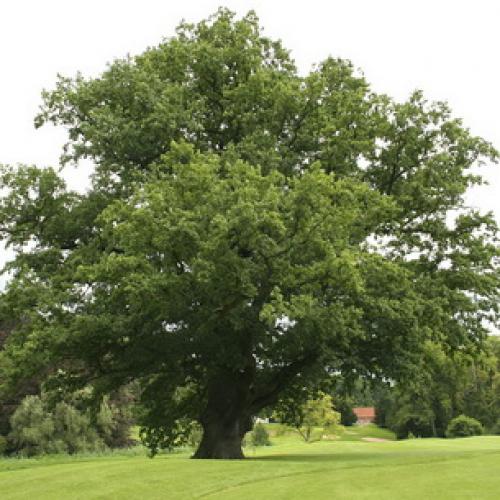 Дуб интересные факты. Интересные факты о дубах 07