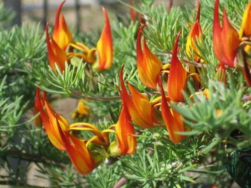 Самые редкие растения в мире из Красной Книги. Топ 10 Самых редких растений