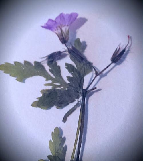 Как засушить цветы, чтобы они не потеряли цвет и форму. Как правильно засушить растения 06