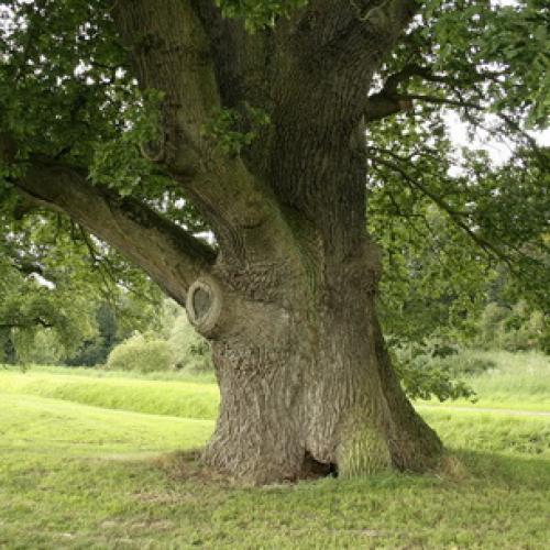 Дуб интересные факты. Интересные факты о дубах 08