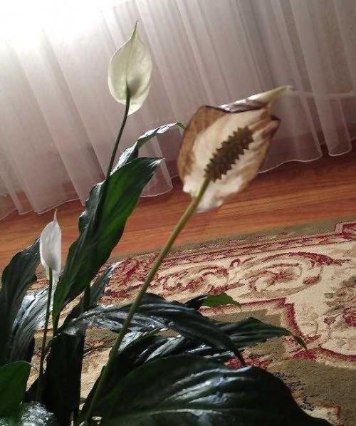 Цветы комнатные женское счастье. Женское счастье – характеристика растения 03