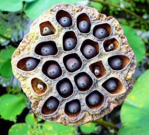 Трипофобия личинки. Ох уж эти пугающие дырки! Откуда же идет страх?