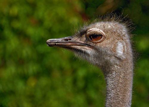 Зарывает ли страус голову в песок. Почему страус прячет голову в песок? Так ли это на самом деле? 05
