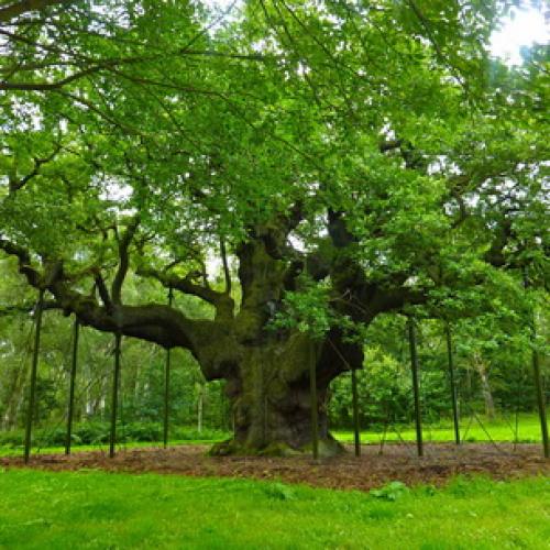 Дуб интересные факты. Интересные факты о дубах 11