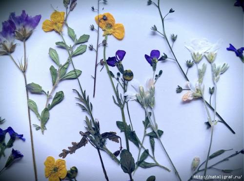 Как засушить цветы, чтобы они не потеряли цвет и форму. Как правильно засушить растения 09