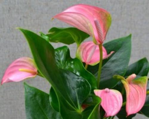 Цветок мужское счастье. Народные поверья