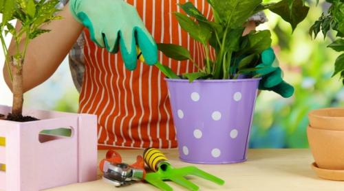 Как ухаживать за цветами инструкция. Уход за комнатными растениями в домашних условиях