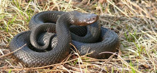 Чем питаются медведи. Бурый медведь хозяин леса…