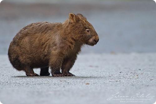 У, какого животного 36 зубов. Самые беззубые животные в мире