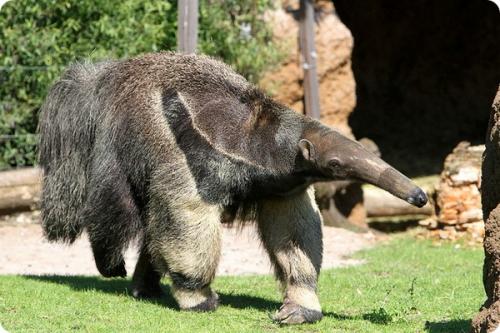 У, какого животного 36 зубов. Самые беззубые животные в мире