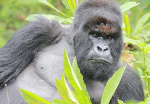 Какой вес может поднять горилла. Мощь и безобидность 02