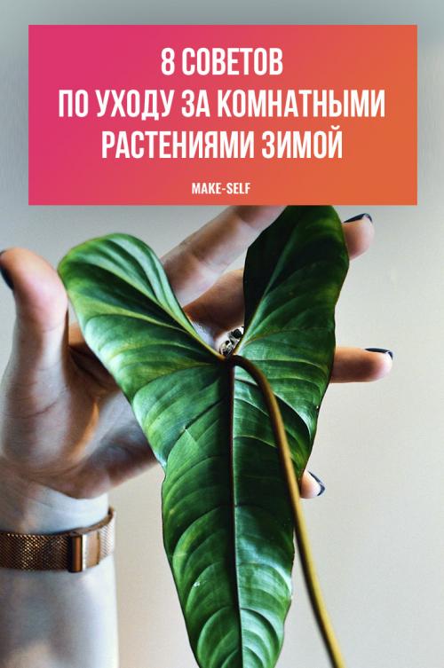 Уход за в домашних условиях за цветами. Уход за комнатными растениями: подготовка к зимовке 05