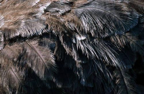 Зарывает ли страус голову в песок. Почему страус прячет голову в песок? Так ли это на самом деле? 12