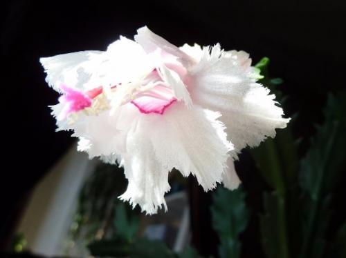 Декабрист виды. Разновидности декабриста, фото и название