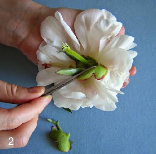 Как засушить лепестки пиона. Как я сушу пионы