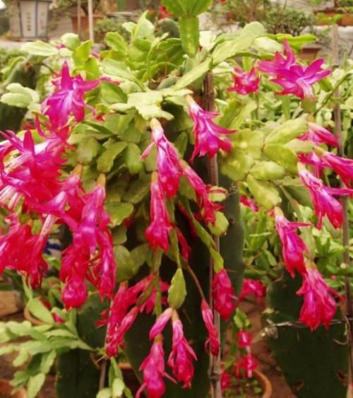 Декабрист виды. Разновидности декабриста, фото и название