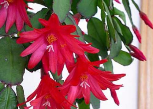 Декабрист виды. Разновидности декабриста, фото и название