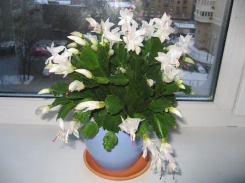 Декабрист виды. Разновидности декабриста, фото и название