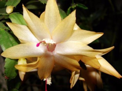 Декабрист виды. Разновидности декабриста, фото и название