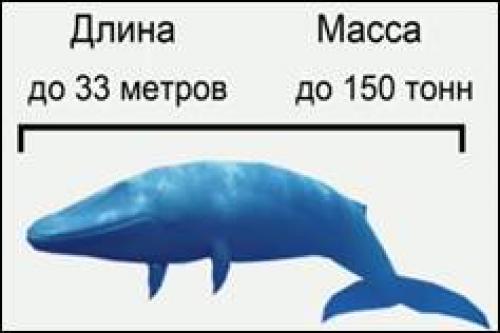 Строение кита. Отряд Китообразные