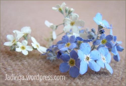 Как засушить сирень. Сушим цветы