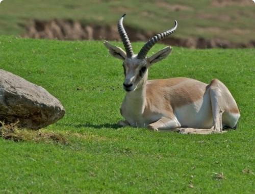Исчезающие животные Казахстана: список