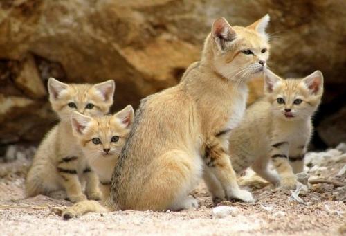 Исчезающие животные Казахстана: список