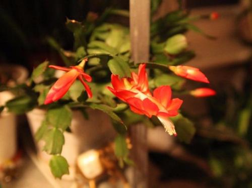 Декабрист виды. Разновидности декабриста, фото и название