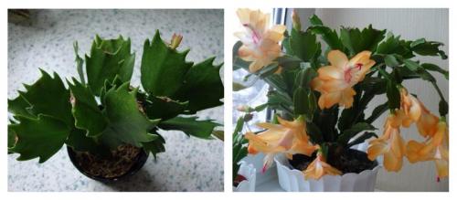 Цветок похожий на декабрист. Виды