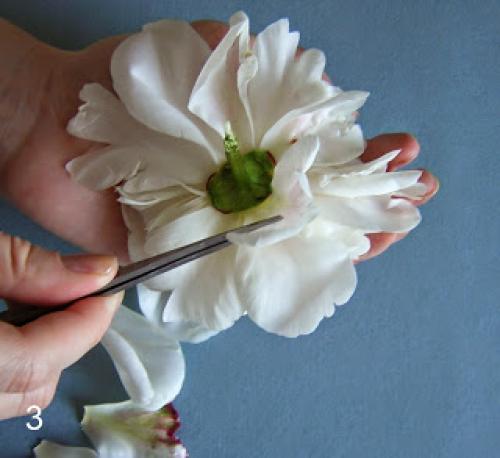 Как засушить лепестки пиона. Как я сушу пионы