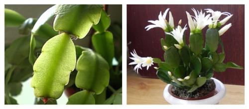 Цветок похожий на декабрист. Виды