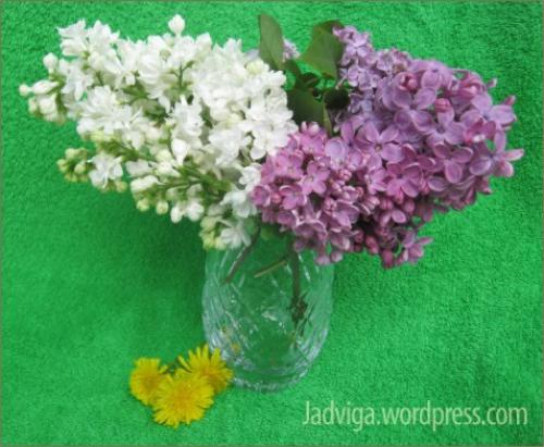 Как засушить сирень. Сушим цветы