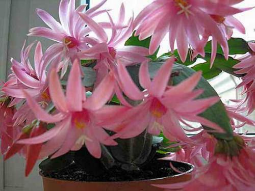 Цветок декабрист уход. Декабрист уход в домашних условиях
