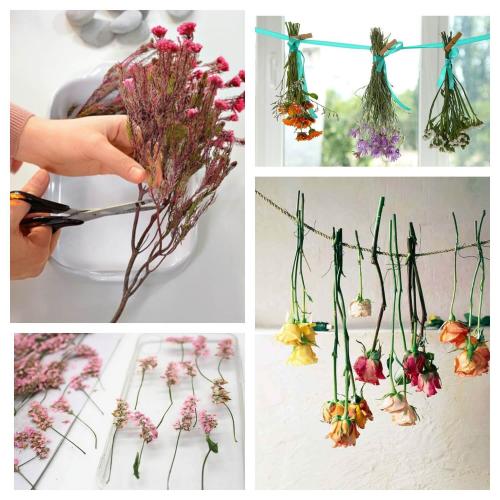 Как засушить тюльпаны. 12 способов засушить живые цветы