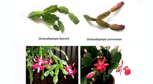 Цветок похожий на декабрист. Виды