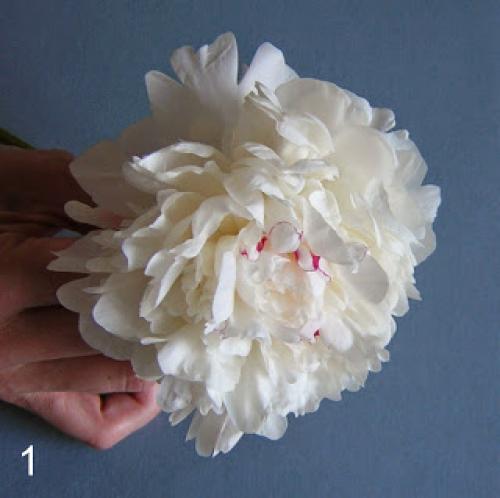 Как засушить лепестки пиона. Как я сушу пионы