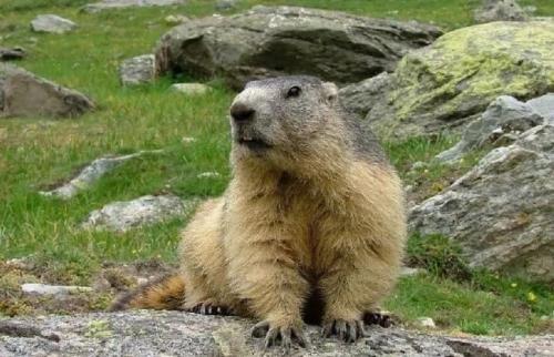 Исчезающие животные Казахстана: список