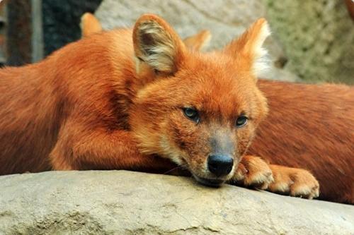 Исчезающие животные Казахстана: список