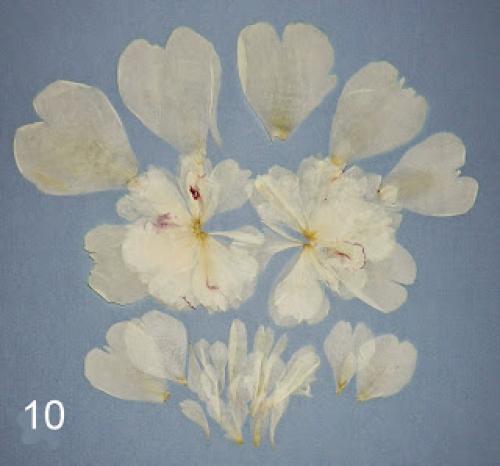 Как засушить лепестки пиона. Как я сушу пионы