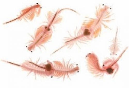 Синий кит животное. Синий кит