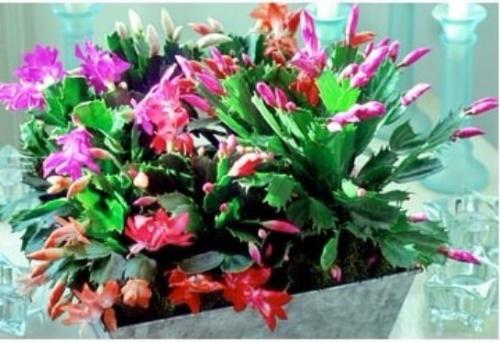 Декабрист виды. Разновидности декабриста, фото и название