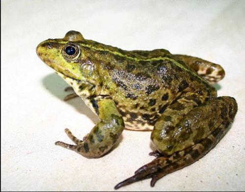 Молоко кита. Занимательные факты о молоке в закладки 12