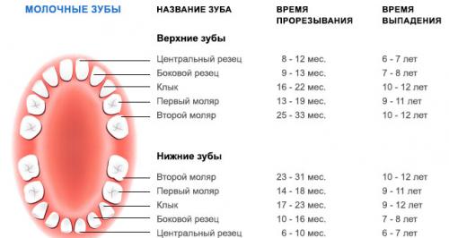 Коренные зубы у детей схема