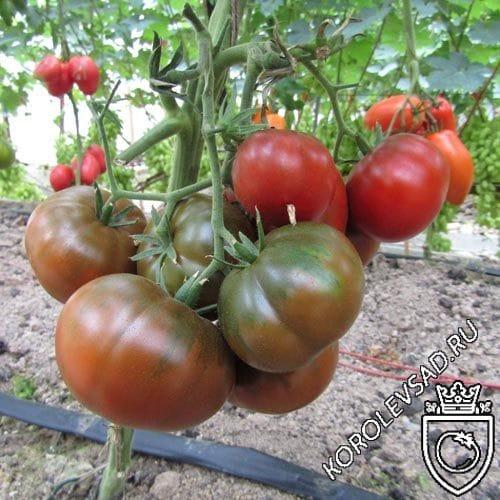 Черный айсберг. Томат черный айсберг. Описание