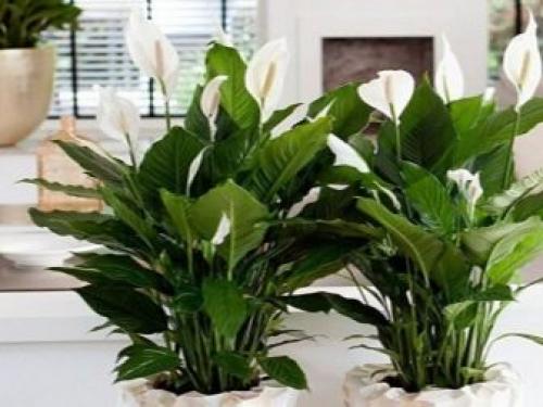 Цветок дамское счастье. Уход за спатифиллумом 06