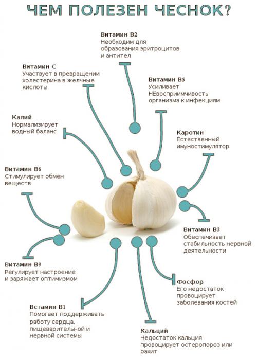 Что будет если каждый день есть чеснок. Что будет, если есть чеснок каждый день 02