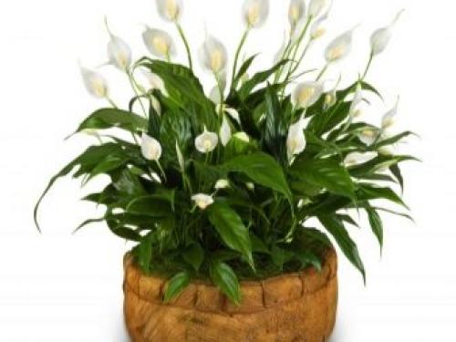 Цветок дамское счастье. Уход за спатифиллумом 05