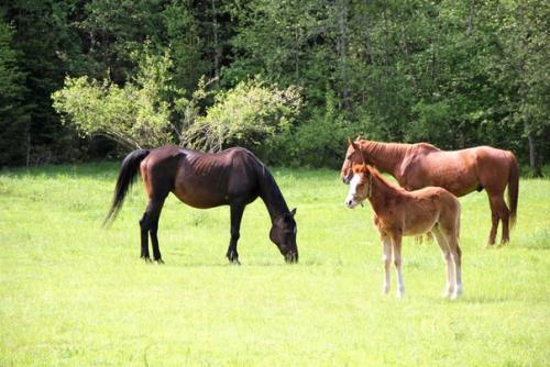 Молоко кита. Занимательные факты о молоке в закладки 12
